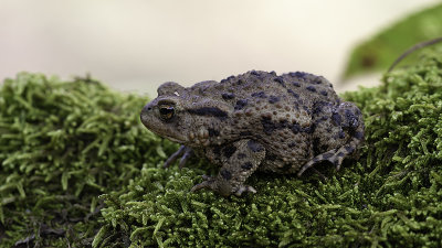 Common Toad / Gewone Pad