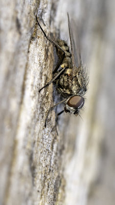 Anthomylidae indet. / Bloemvlieg onbekend