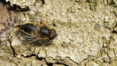 Kegelbijvlieg / Eristalis pertinax