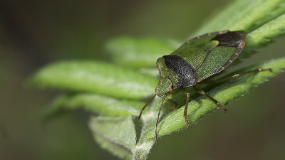 Groene schildwants / Palomena prasina