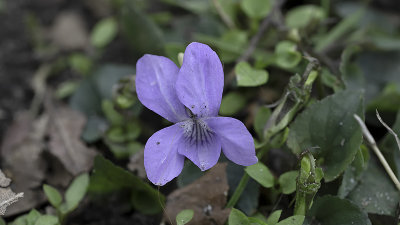 Common Dog-violet / Bleeksporig Bosviooltje