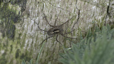 Tuinwolfspin / Pardosa amentata