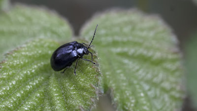Elzenhaantje / Agelastica alni