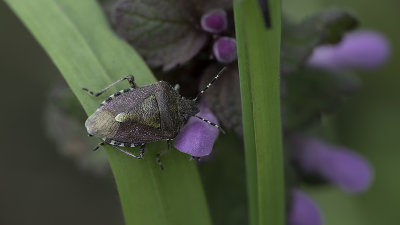Bessenschildwants / Dolycoris baccarum