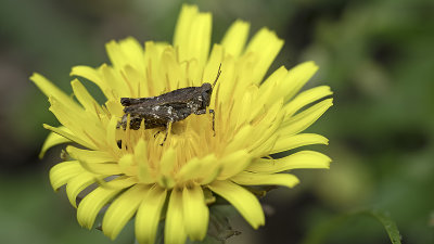 Gewoon doorntje / Tetrix undulata