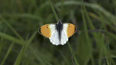Oranjetipje / Anthocharis cardamines