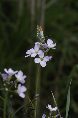 Oranjetipje / Anthocharis cardamines
