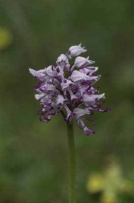 Orchis simia / Aapjesorchis