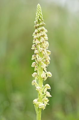 Orchis anthropophora / Poppenorchis