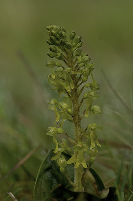 Neottia ovata / Grote keverorchis