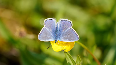 Icarusblauwtje / Polyommatus icarus