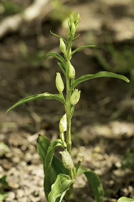 Cephalanthera damasonium / Bleek bosvogeltje