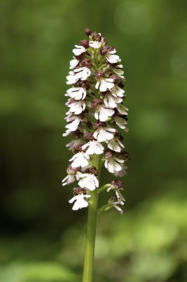 Orchis purpurea / Purper orchis