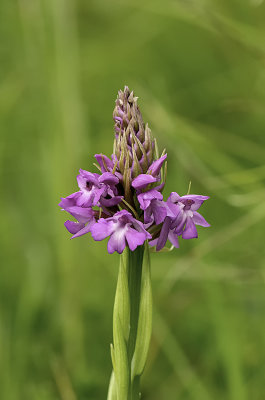 Anacamptis pyramidalis / Hondskruid