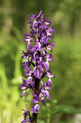 Orchis mascula / Mannetjesorchis