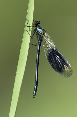 Weidebeekjuffer / Calopteryx splendens