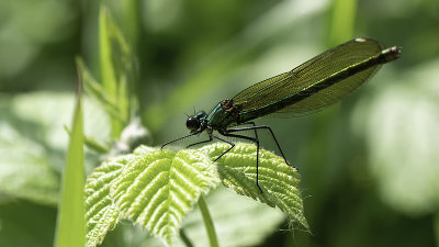 Bosbeekjuffer / Calopteryx virgo