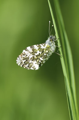 Oranjetipje / Anthocharis cardamines
