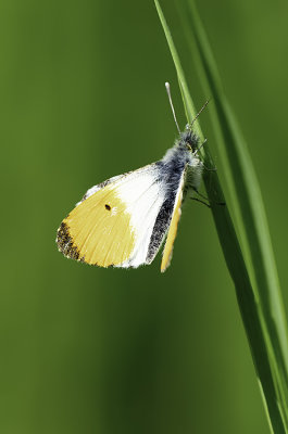 Oranjetipje / Anthocharis cardamines