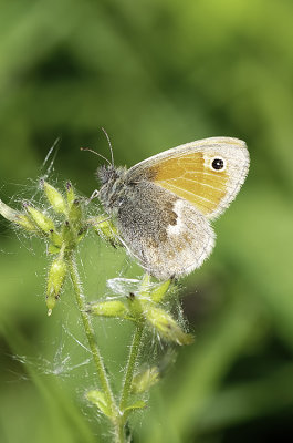 Hooibeestje / Coenonympha pamphilus