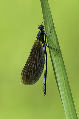 Bosbeekjuffer / Calopteryx virgo