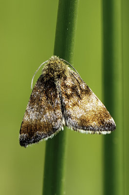 Dwerghuismoeder / Panemeria tenebrata