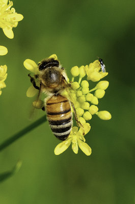 Apis Mellifera / Honingbij