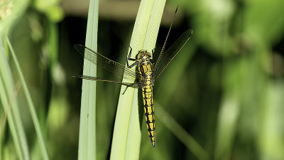Gewone oeverlibel / Orthetrum cancellatum