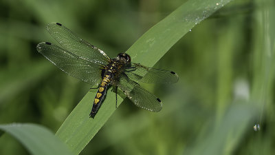 Gevlekte witsnuitlibel / Leucorrhinia pectoralis