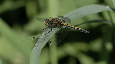 Gevlekte witsnuitlibel / Leucorrhinia pectoralis