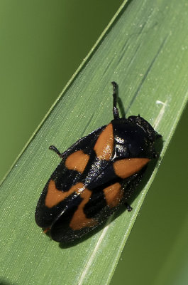 Bloedcicade / Cercopis vulnerata
