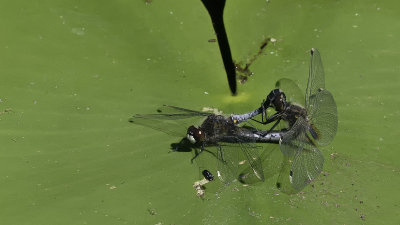 Sierlijke witsnuitlibel / Lilypad Leucorrhinia caudalis