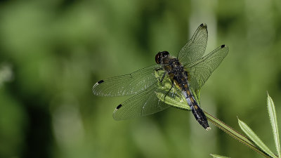 Sierlijke witsnuitlibel / Lilypad Leucorrhinia caudalis