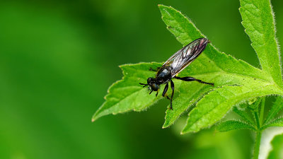 Eikenstamjager / Choerades marginata