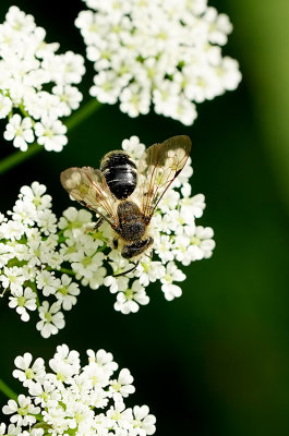 Fluitenkruidbij / Andrena proxima
