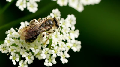 Fluitenkruidbij / Andrena proxima