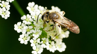 Fluitenkruidbij / Andrena proxima