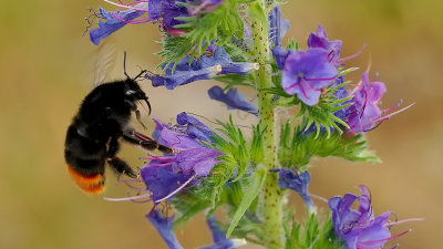Steenhommel / Bombus lapidarius
