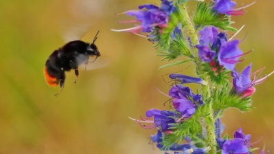 Steenhommel / Bombus lapidarius