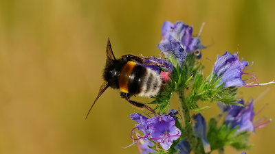 Aardhommel / Bombus terrestris