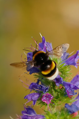 Aardhommel / Bombus terrestris