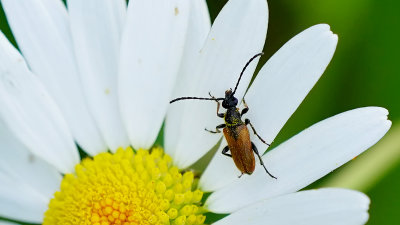 Ingekeepte smalboktor / Pseudovadonia livida