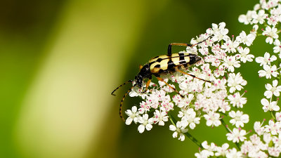 Geringelde smalboktor / Rutpela maculata
