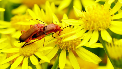 Kleine rode weekschildkever / Rhagonycha fulva