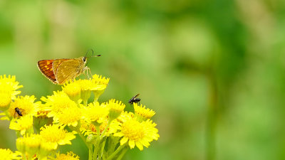 Groot dikkopje / Ochlodes sylvanus