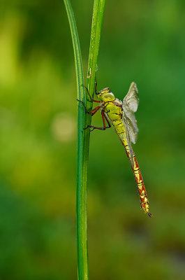 Groene glazenmaker / Aeshna viridis