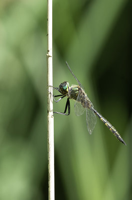Gevlekte glanslibel / Somatochlora flavomaculata