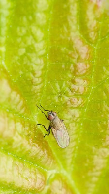 Anthomyiidae indet. / Bloemvlieg onbekend