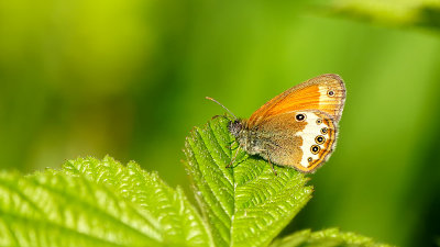 Tweekleurig Hooibeestje / Coenonympha arcania