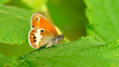 Tweekleurig Hooibeestje / Coenonympha arcania